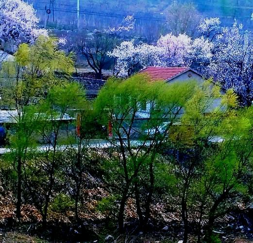 【新山东文学社】《奔腾的山乡凉泉》作者/寒宇 主播/星空（图4）