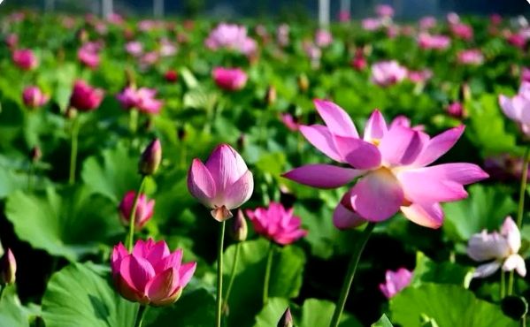 《荷塘》作者/张维清 诵读/馨睿 编辑/五指山【花雨馨声】有声文学平台【第372期】（图3）