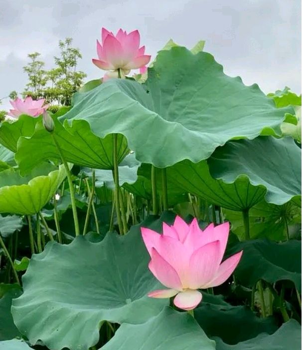 《荷塘》作者/张维清 诵读/馨睿 编辑/五指山【花雨馨声】有声文学平台【第372期】（图4）