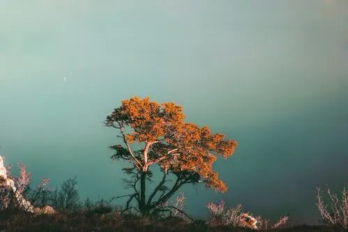 【新诗大观】杏花（诗六首）||文/姚元霞（图4）