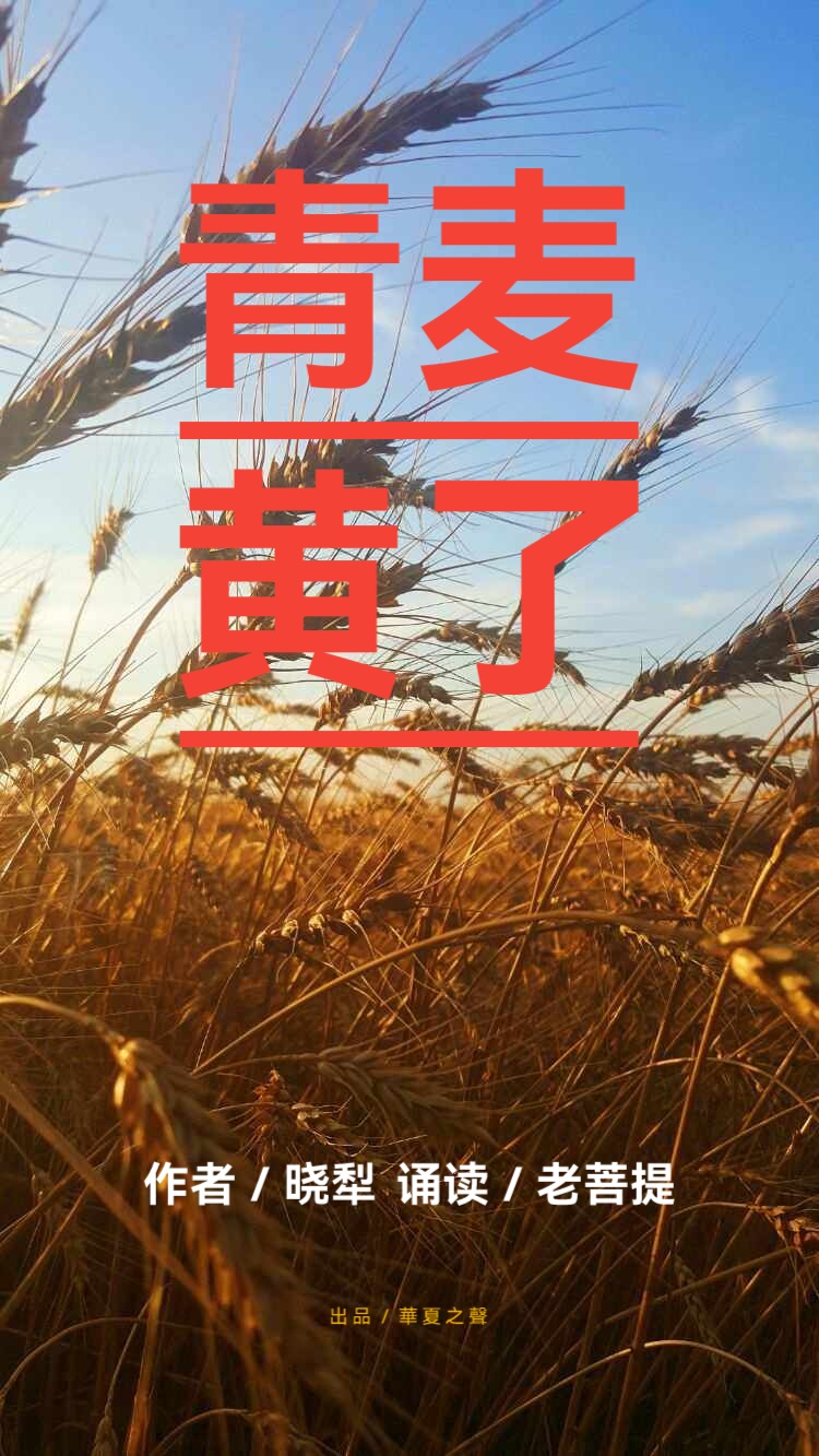 青麦黄了∥作者/晓犁∥诵读/老菩提(图2)