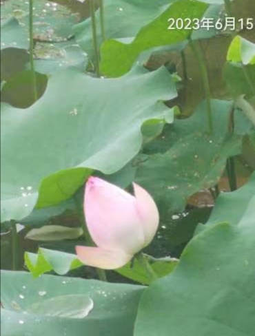 詹成七律诗八首(图2)