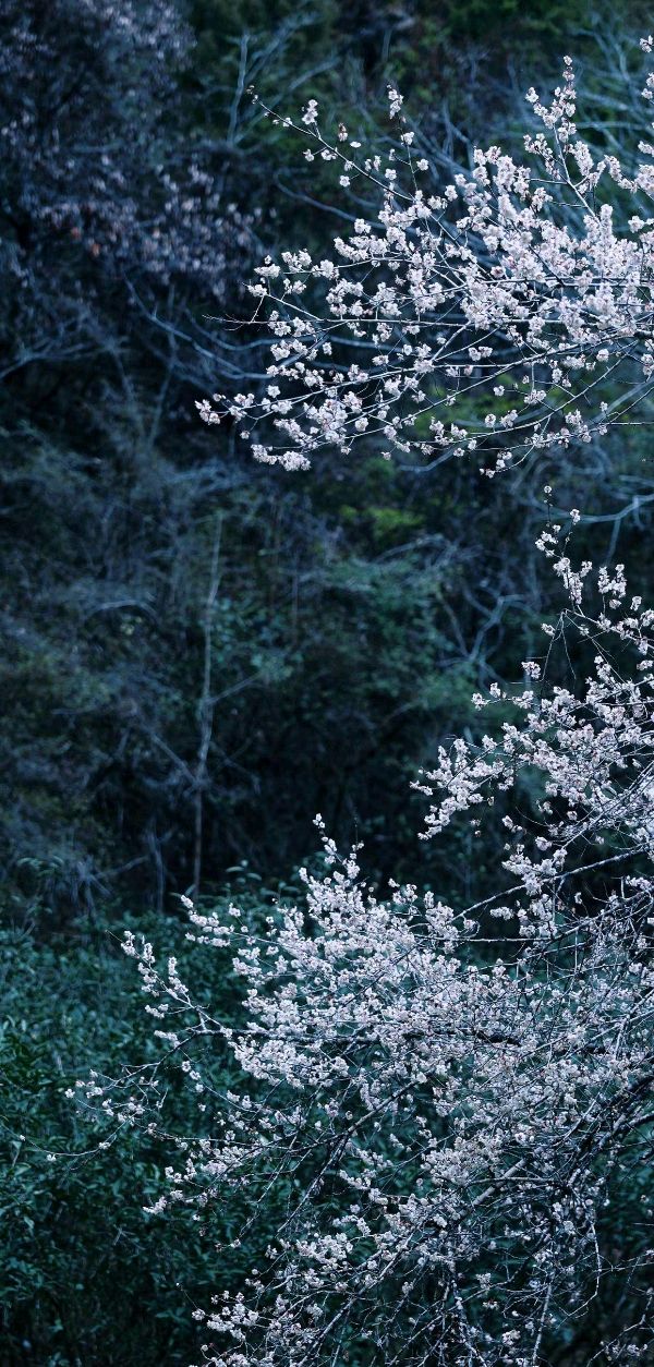 蓝莓朗诵【普天同唱一首歌】作者/祥阳（图7）