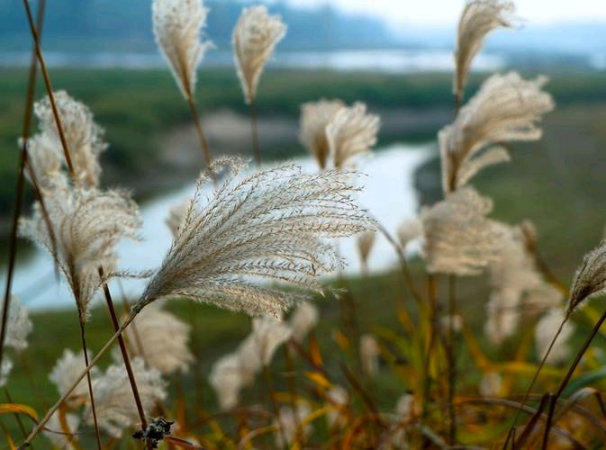 《芦花雪》作者:网田耕夫（山西）主播:青苗【桃源国际诗歌集团】用声音传递温暖以诵读致敬人生♬（图4）