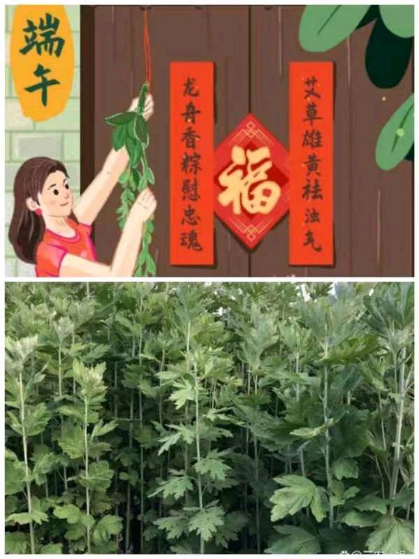 东方书剑的《减字木兰花•端午有寄》