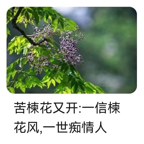 韩庚的《苦楝花》