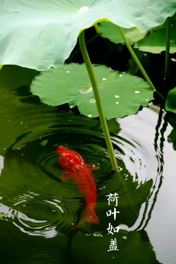 作者：温天海《七绝.夏至》《七绝.贺龙南诗联第七届会员大会召开》4958期【新京都文艺】