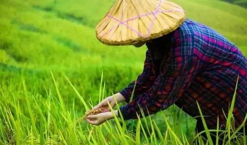 夏至：七律文/李忠共（图2）