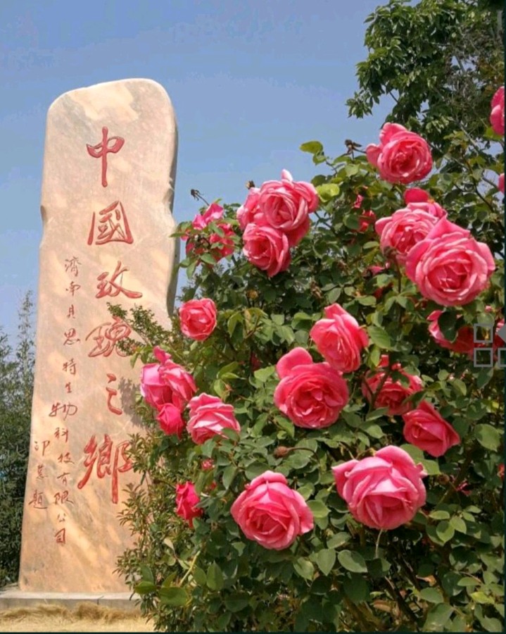 千年之约~家乡的玫瑰~文/刘忠温/诵读/郑风香(图2)