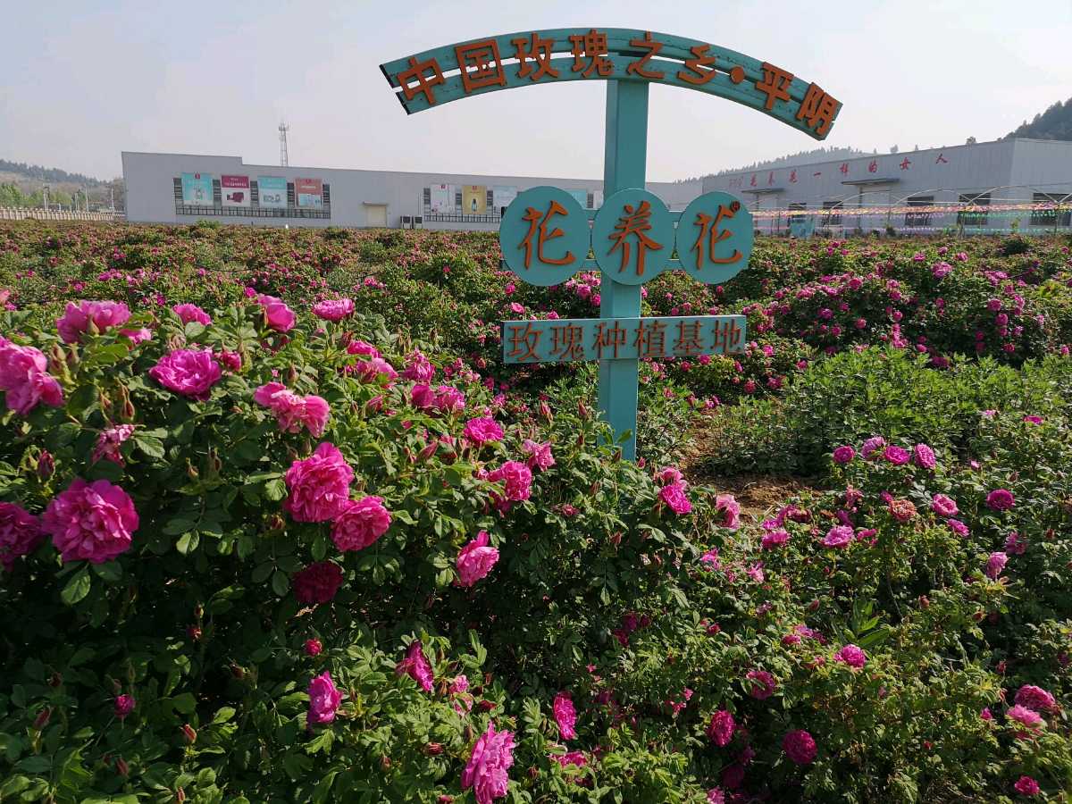 千年之约~家乡的玫瑰~文/刘忠温/诵读/郑风香(图3)
