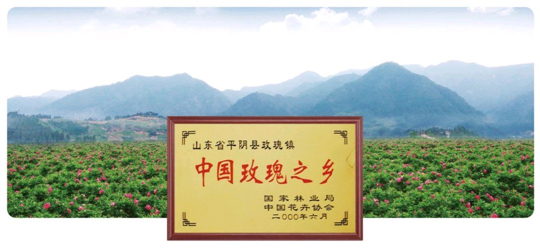 千年之约~家乡的玫瑰~文/刘忠温/诵读/郑风香(图7)