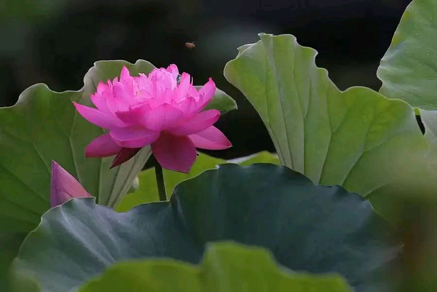 (墨海文香)楹联合集(第1期)《墨海文香》内蒙古赤峰市《都市头条》弘扬国学(原创音频)(图25)