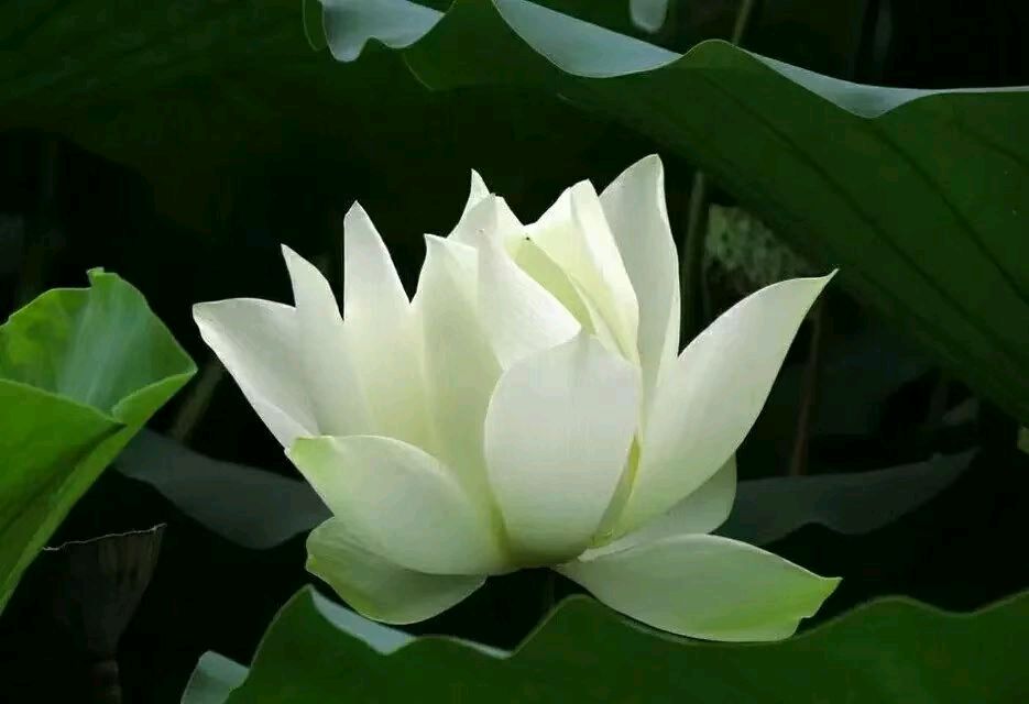 (墨海文香)楹联合集(第1期)《墨海文香》内蒙古赤峰市《都市头条》弘扬国学(原创音频)(图10)
