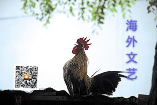 海外文艺《雨》诗二首/毛世顺