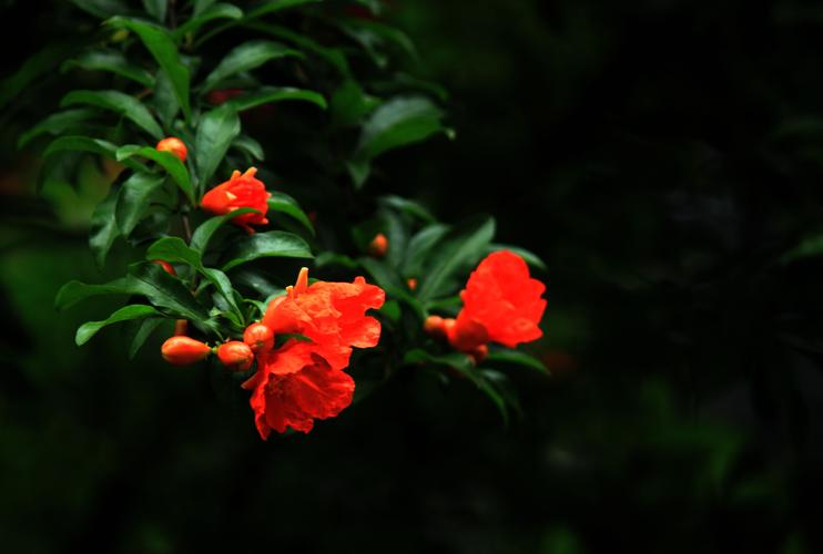 东方书剑的《山花子•咏榴花》