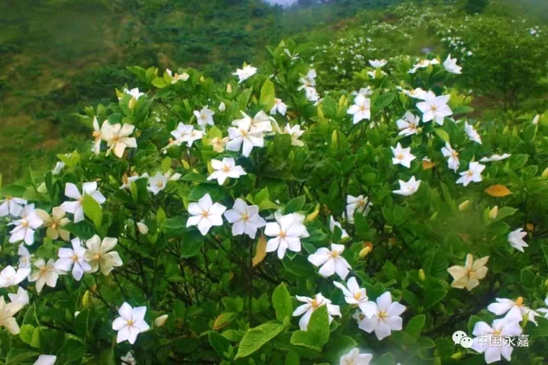 【上海头条】魏巍：那一缕半夏的幽香