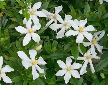 【上海头条】魏巍：那一缕半夏的幽香（图5）
