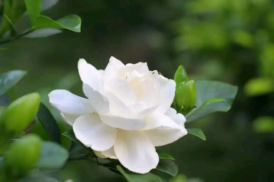 【上海头条】魏巍：那一缕半夏的幽香（图7）