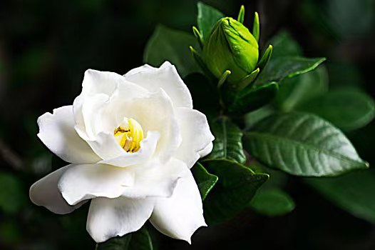 【上海头条】魏巍：那一缕半夏的幽香（图3）