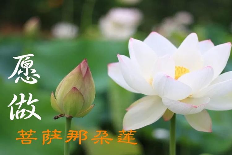 【经典推荐】昨夜天//来生 化作佛前那朵莲（图3）