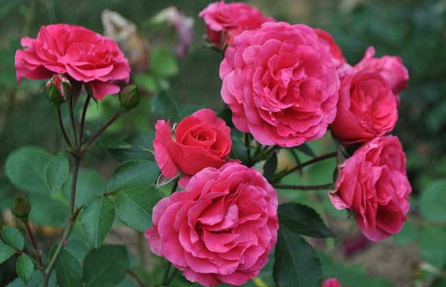 月季花2 月季花2