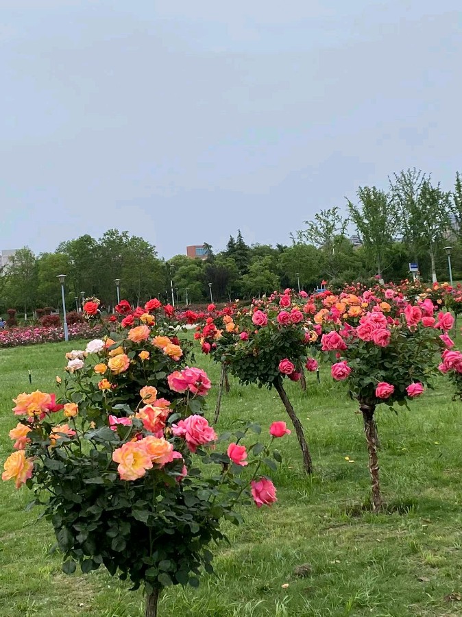 心尘文艺 第960期(图2)