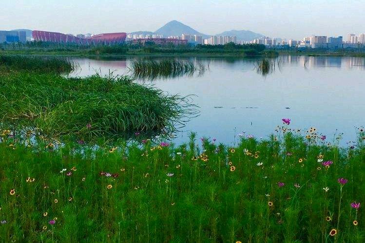张广新的《夏游铜山湖湿地公园》