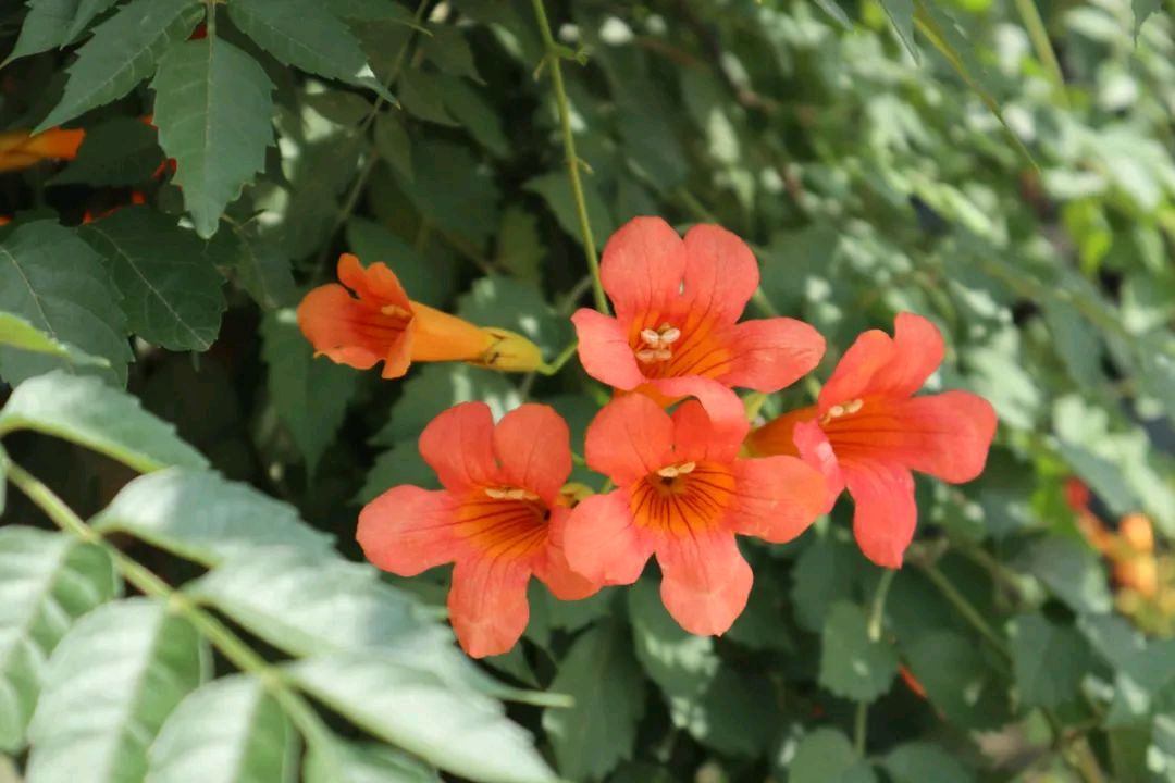 凌霄花//臧景亮