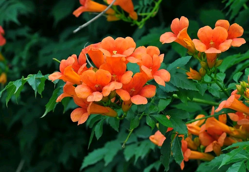 凌霄花//臧景亮（图2）
