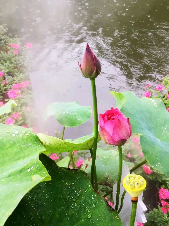 中华诗艺黑龙江分社微刊第130期(图30)