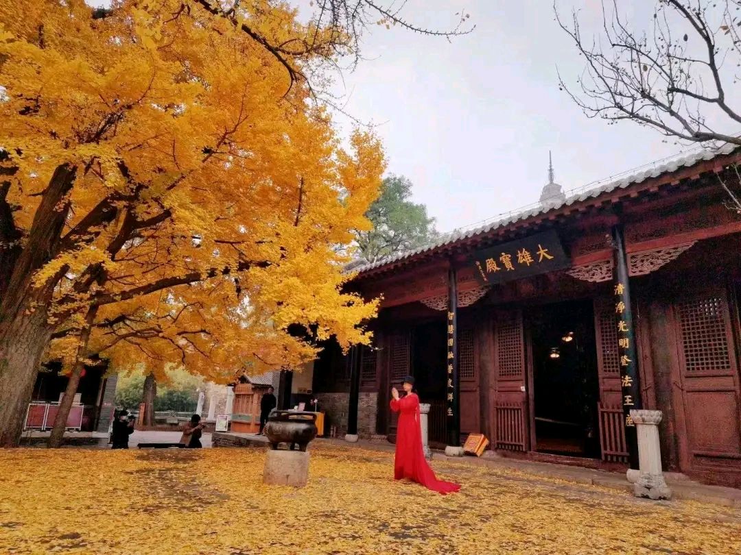 《又到一季叶落时 》作者:李成合 朗诵:董晶