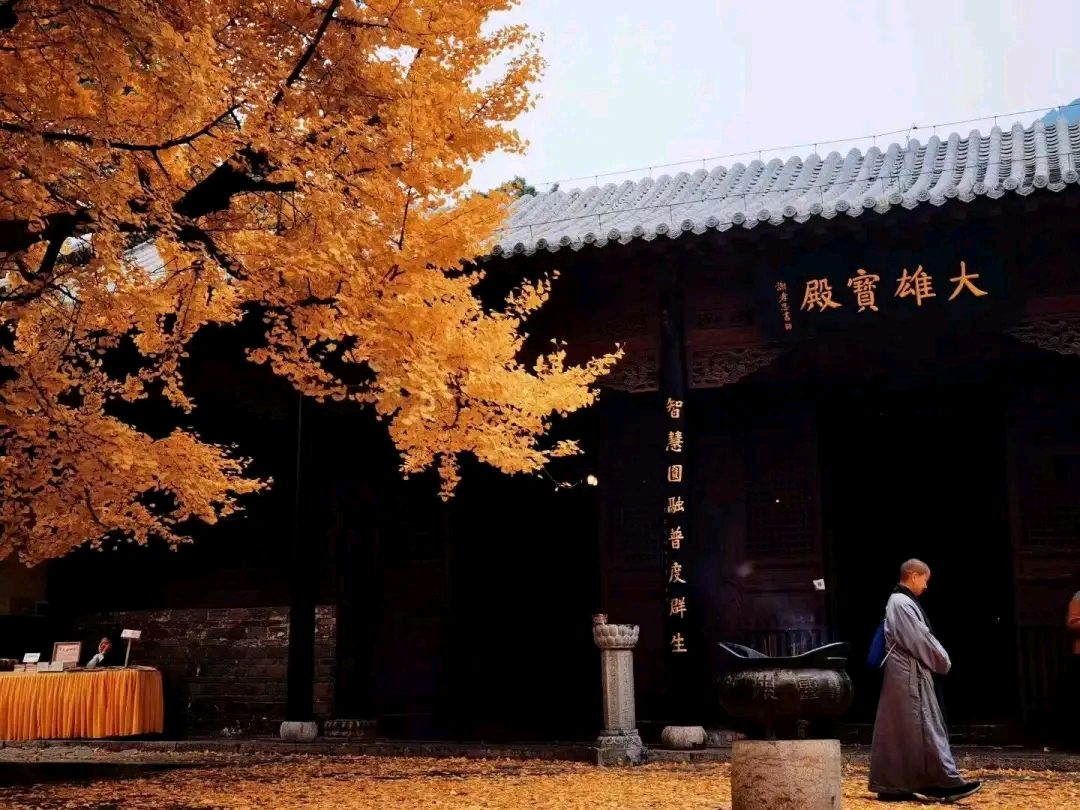 《又到一季叶落时 》作者:李成合 朗诵:董晶(图2)