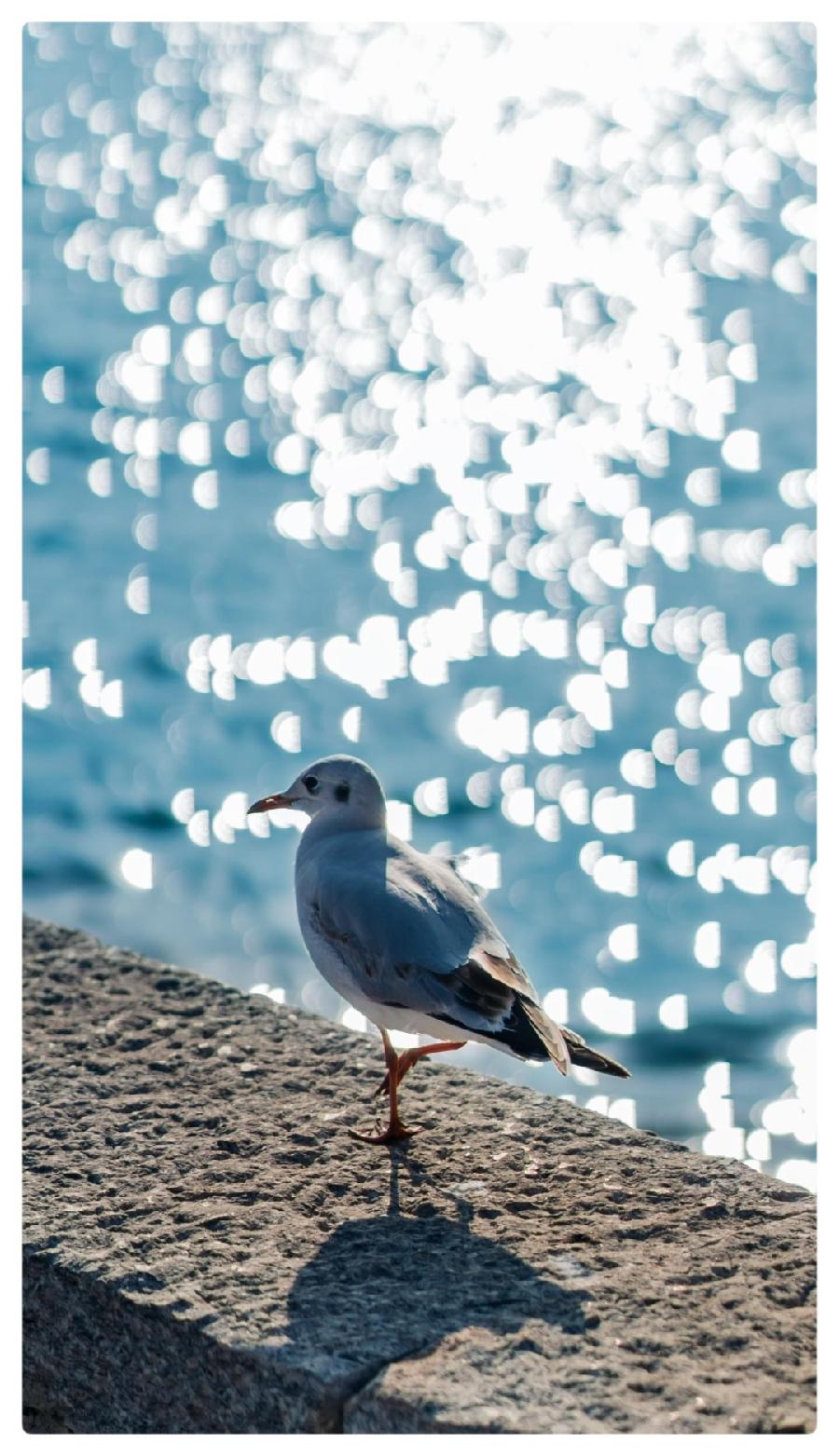 《 七月,海上那片绿洲 》文/张凤玲 诵/老菩提(图3)
