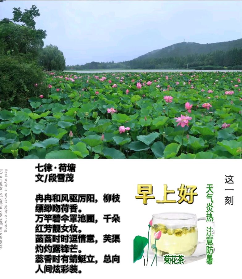 作者：段雪茂《七律·荷塘》5174期【新京都文艺】