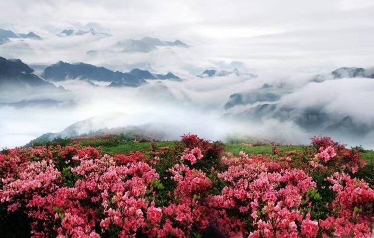 猫儿山杜鹃(图6)