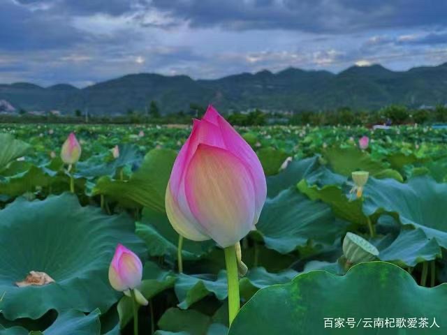 《心语再与圣荷谈》文：江花（北京）世界诗歌研究院【世界诗人名人展】（10285）（图5）