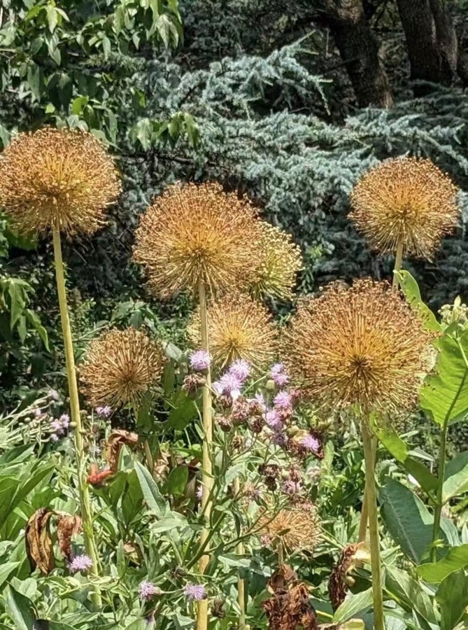 夏花盛开（图14）