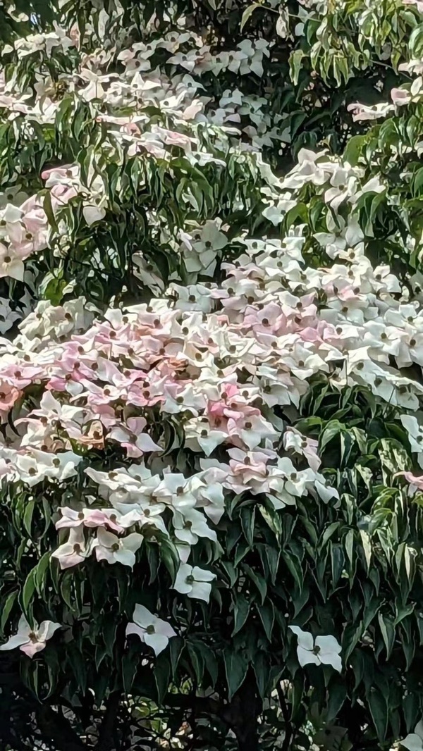 夏花盛开（图19）