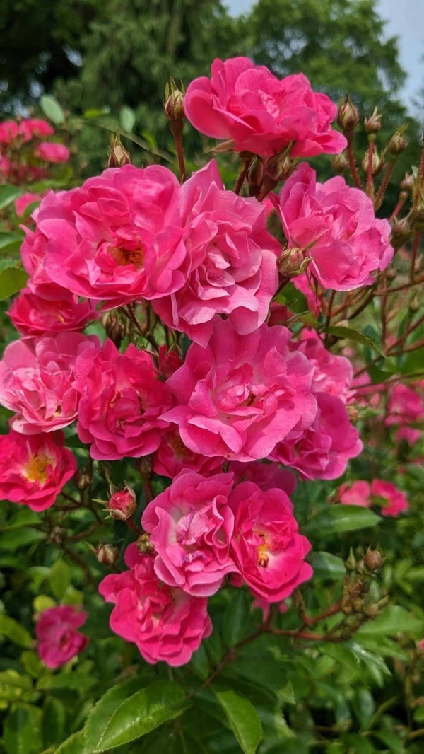 夏花盛开（图22）