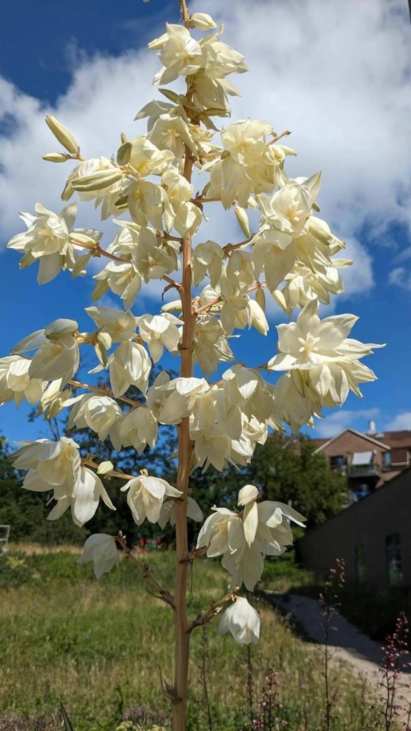 夏花盛开（图6）