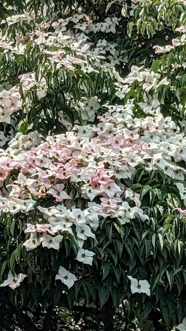 夏花盛开（图5）