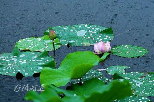 东方书剑的《七律•夏雨来时》