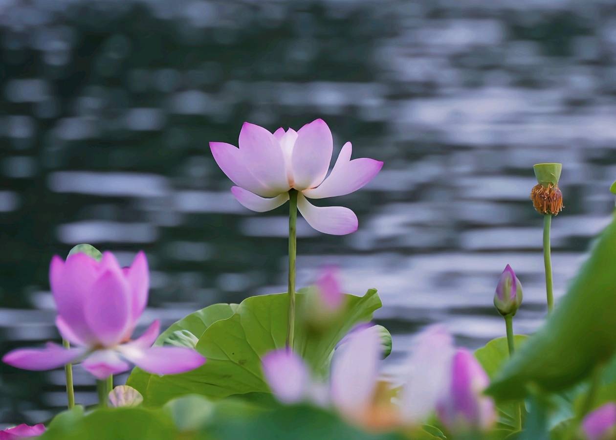 《京城赏荷》作者:塘萍 诵读:晚晴(图6)