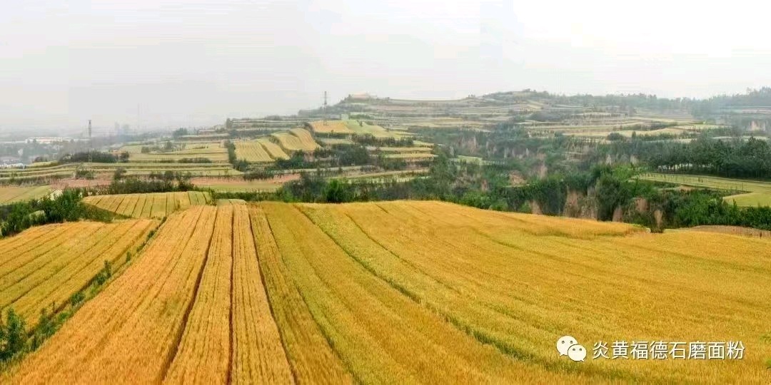 联机全球发布刘晓平作词鹿鸣朗诵的精品诗歌《来自美丽乡村的“香麦原”》（图5）