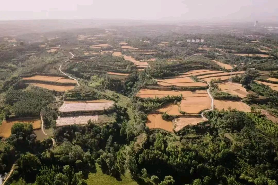 联机全球发布刘晓平作词鹿鸣朗诵的精品诗歌《来自美丽乡村的“香麦原”》（图3）
