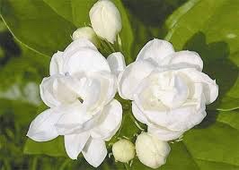 灵犀诗文乐园联诗. 茉莉花（图2）