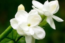 灵犀诗文乐园联诗. 茉莉花（图7）