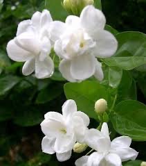 灵犀诗文乐园联诗. 茉莉花（图10）