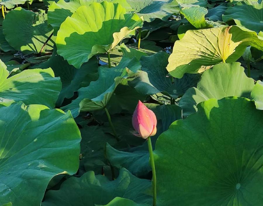 【新诗大观】夏日咏荷 ||文/王敏 ||诵/文嘉（图2）