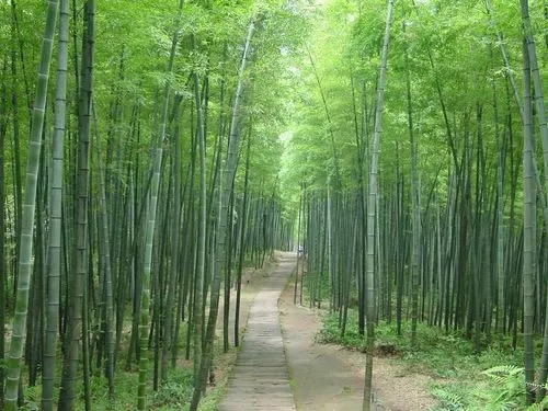 【新诗大观】幽幽竹林||文/东方星辰（湖北）